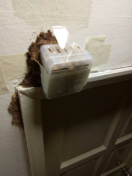 Content image for DIY Termite Control: Protect Your Home
