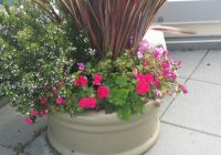 Featured image for Choosing the Right Exterior Plants